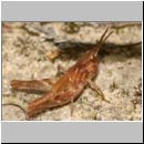 Chorthippus biguttulus - Nachtigall-Grashuepfer 08 Nymphe.jpg